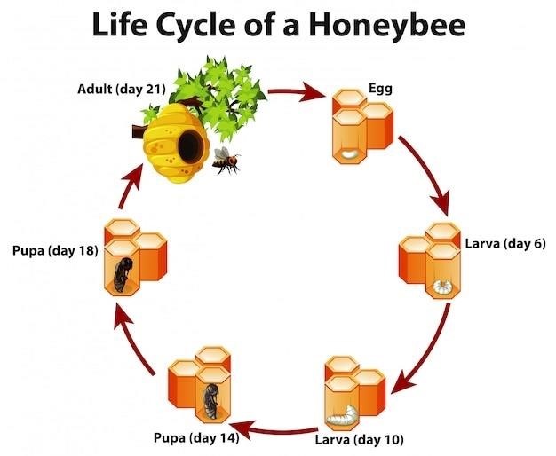 honey bee life cycle pdf